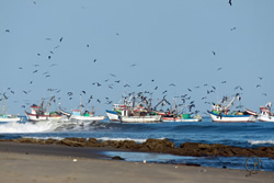 The Mancora fishing fleet resting from the nightly catch